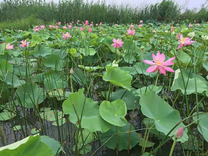 荷花藕苗 
